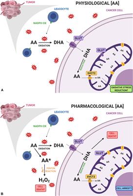 Therapeutic Use of Vitamin C in Cancer: Physiological Considerations